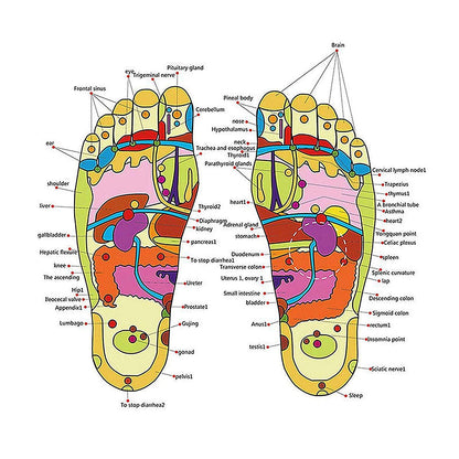 Magnetic Therapy Spring Acupressure Paduka Accu Slippers for Full Body Blood Circulation Natural Paduka Slippers For Men and Women (Unisex) Multisize