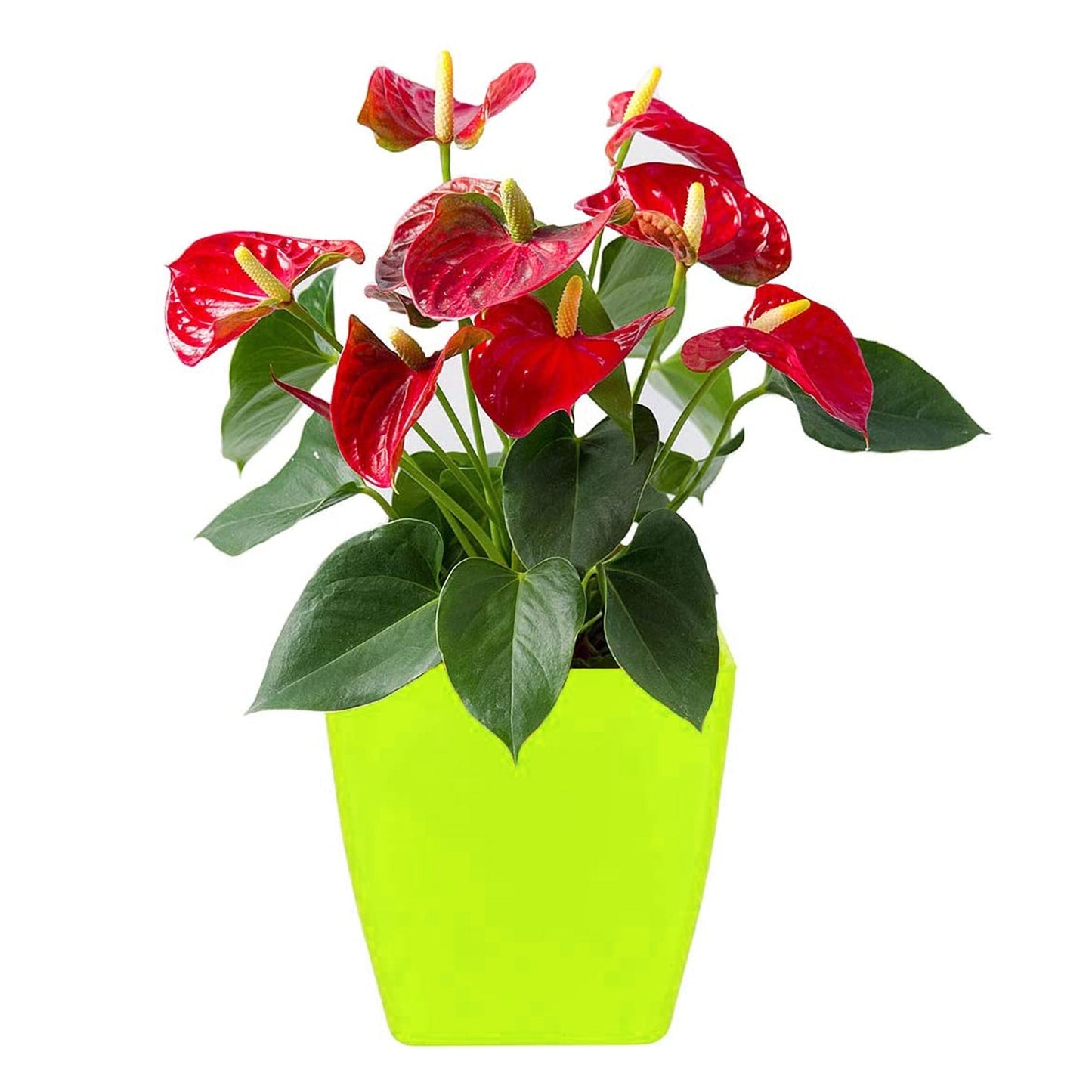 1192  Flower Pots Square Shape For Indoor/Outdoor Gardening DeoDap